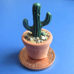 Cactus in Terracotta Pot